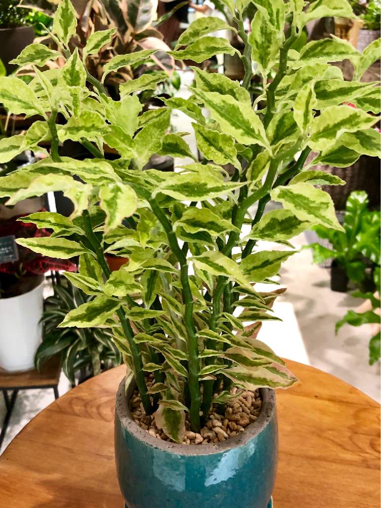 窓辺の画像 by ボタニカルライフbyideeさん | 窓辺とギンリュウと観葉植物と植え替えとGreenSnapmarcheとGREEN UP!