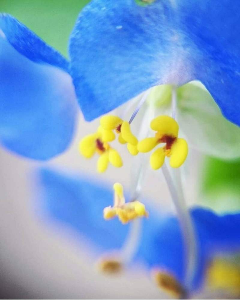 お出かけ先の画像 by cherry♥sageさん | お出かけ先とツユクサとマクロレンズとお写んぽと青い花と植中毒と綺麗と散歩道と花のある暮らしと道端とお散歩とマクロンロン♬£ονё♥と雑草親善大使と『マクロな世界』フォトコンテスト2019