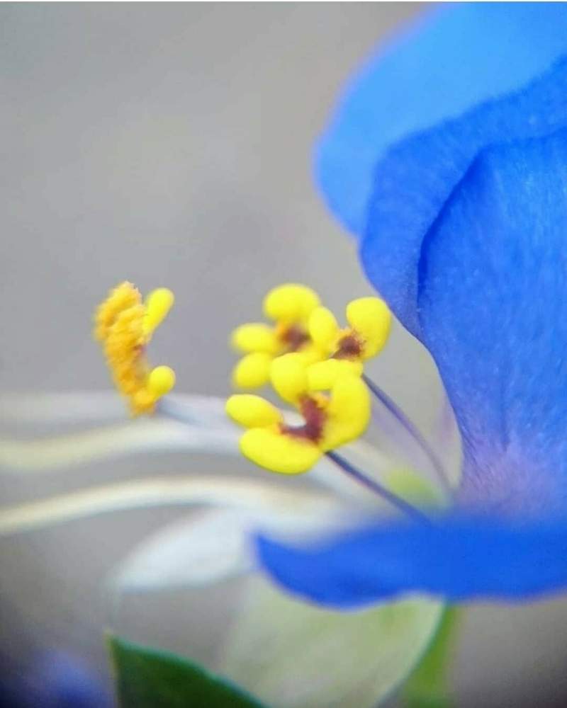 お出かけ先の画像 by cherry♥sageさん | お出かけ先とツユクサとマクロレンズとお写んぽと青い花と植中毒と綺麗と散歩道と花のある暮らしと道端とお散歩とマクロンロン♬£ονё♥と雑草親善大使と『マクロな世界』フォトコンテスト2019