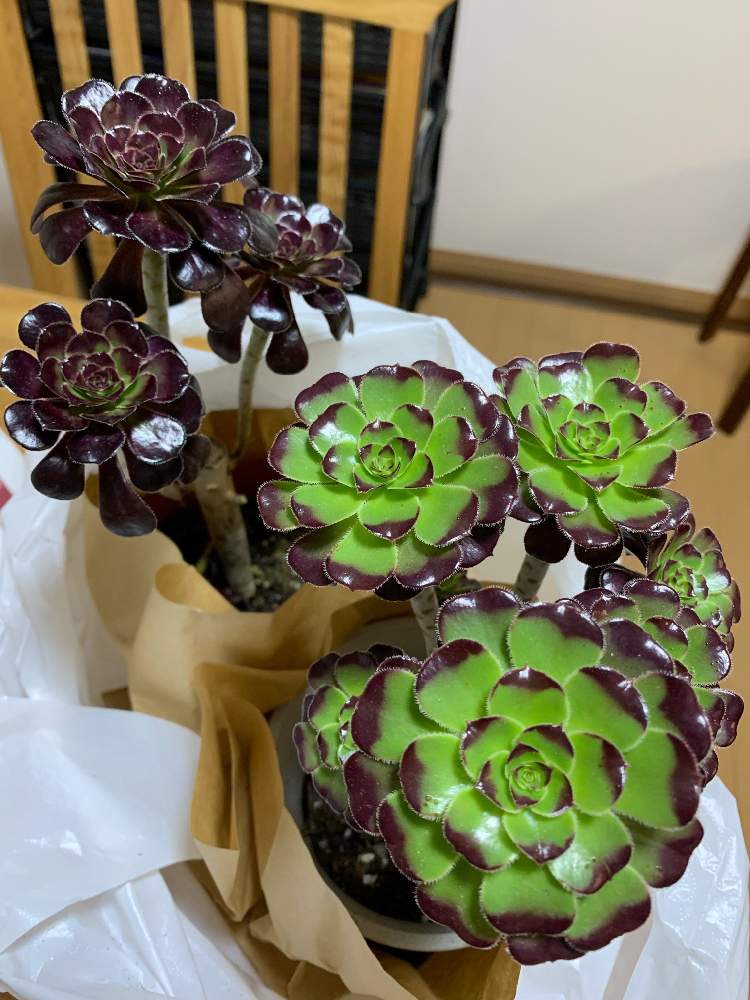 バルコニー/ベランダの画像 by ひまわりさん | バルコニー/ベランダと多肉植物 多肉大好き 癒し 可愛いと多肉植物とベランダと千葉県と我が家の多肉と多肉大好きとアエオニウム属と引越し後と多肉女子と多肉好きと多肉・黒法師とマンションと多肉植物好きとお引越しと多肉初心者と多肉多肉多肉