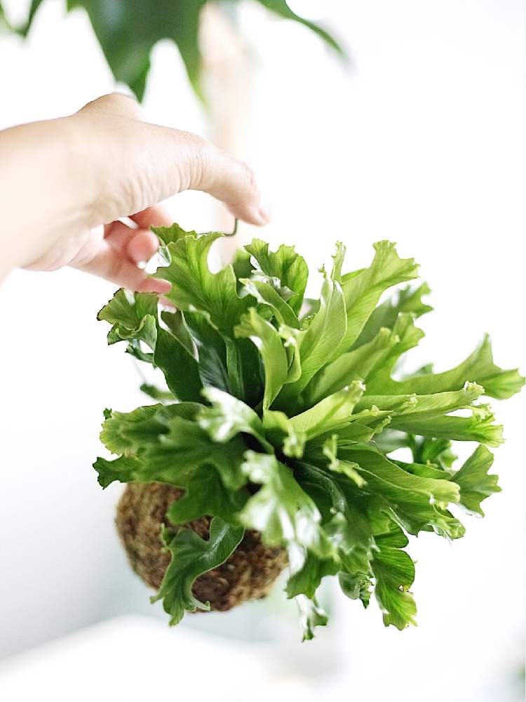部屋の画像 by kayoさん | 部屋とアスプレニウムとみどりのある暮らしと観葉植物とボタニカルライフと深呼吸したくなる部屋フォトコンとGS映えとGS日和と今日の一枚と苔玉とナチュラルスタイルとガーデニングとカメラ好き☆