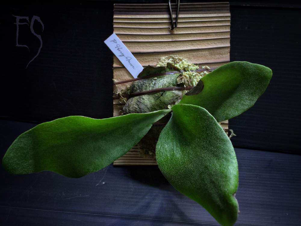 部屋の画像 by Esさん | 部屋と着生植物と コウモリラン と戦利品と ビカクシダとシダで幸せと植中毒と着生シダとシダはいいぞとシダ植物とビカクシダ属と萌え萌え