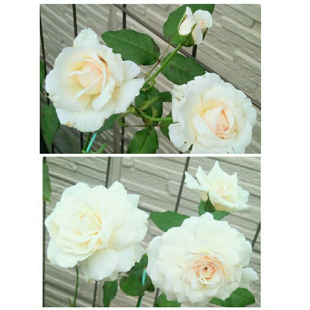 小さな庭の画像 by ひまわりさん | 小さな庭とみさきと和ばらとばら バラ 薔薇と花のある暮らしとかわいいな♡と素敵
