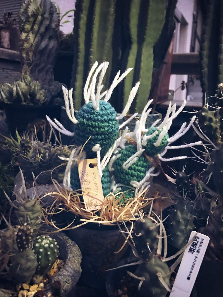 インテリアの画像 by tanitenさん | インテリアとテフロカクタス属と武蔵野 テフロカクタスとサボテン科と植物のある暮らしと植物好きと繋がりたいと編みぐるみとGS映えとgreenup!とサビサビ雑貨と多肉植物とサボテンと植物イベントとsolso parkとガーデニングと古道具とジャンクガーデンとGREEN UP!とインテリアグリーンと王蟲の手作り