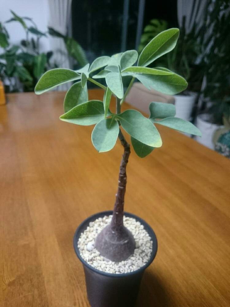 部屋の画像 by yk桜さん | 部屋とアデニア・グラウカとYouは植と植物のある暮らしとボタニカルライフとアデニア属グラウカと植物大好きと梅雨明け楽しみとコーデックスと植中毒と塊根植物とアデニア属と緑と暮らす