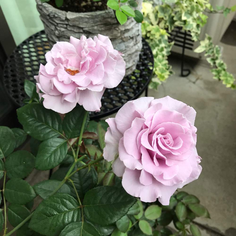 バルコニー/ベランダの画像 by gomamaさん | バルコニー/ベランダと薔薇と薔薇 エターナルとエターナルとばら バラ 薔薇とエターナル バラと薔薇エターナルとバラ 鉢植えと成長記録と花のある暮らしと薔薇♪とばら 薔薇 バラとバラ・ミニバラ