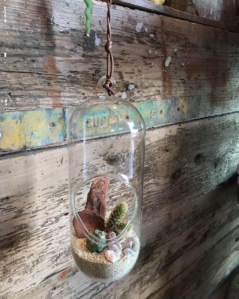 の画像 by indiangreenさん | 寄せ植え教室とサボテン科と植物屋と観葉植物とハンキングと横須賀市佐島と寄せ植えとガーデニングショップとサボテン寄せ植え♡とテラリウムと植物インテリアと海辺の暮らしとGREEN UP!と三浦半島付近と植物ある暮らし