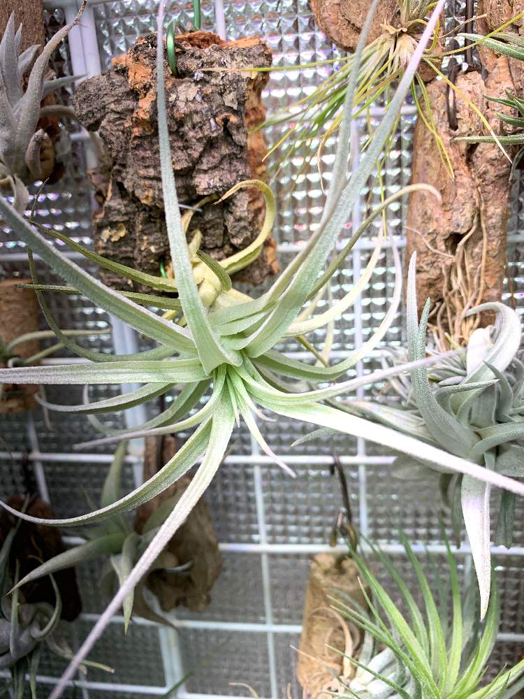 部屋の画像 by もったんさん | 部屋とT. stricta var. albifoliaとエアープランツ☆と白チラとチラ熱上昇中とチラ中毒とストリクタアルビフォリアと珍奇植物と花のある暮らしとチララックとエアープランツ/チランジア