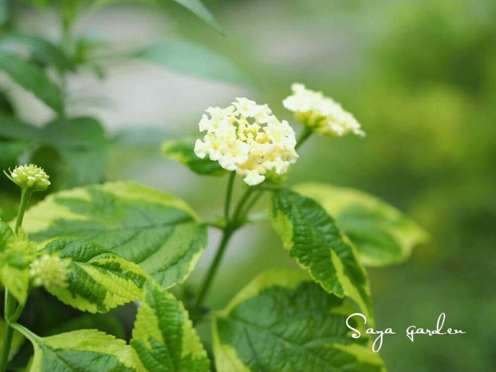 小さな庭の画像 by さやさん | 小さな庭とランタナと斑入りランタナと植物のある暮らしと梅雨明け間近と葉を楽しむ植物とガーデニングと花のある暮らしと白い花と斑入り。とかわいい花と斑入りランタナ✿