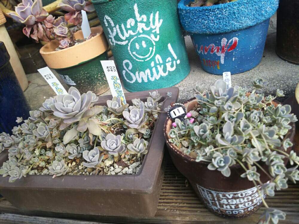 玄関の画像 by 葉菜さん | 玄関と多肉植物と多肉大好きと記念撮影と植中毒と子持ち蓮華錦。とお一人様と鳥取県
