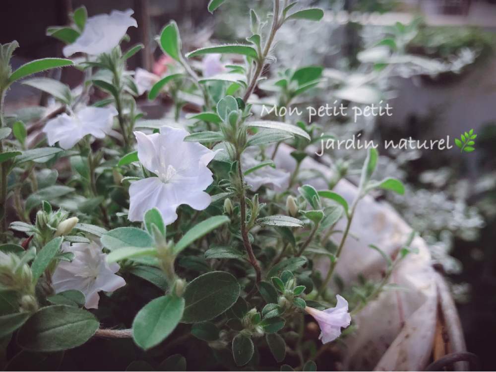 バルコニー/ベランダの画像 by ✿ natu. ✿さん | バルコニー/ベランダとmy garden♬とお疲れ様です♡と素敵な出逢いに感謝♬と大切に…と優しい香りと感謝の気持ち♬と幸せ❣️とありがとう❣️と(*˘⌣˘*)✿ฺ。こんにちは!と癒しの場所と休日のひと時と花のある暮らしとひとりごととkeep smiling❣️と元気♬とnatural ♬と癒し時間♬