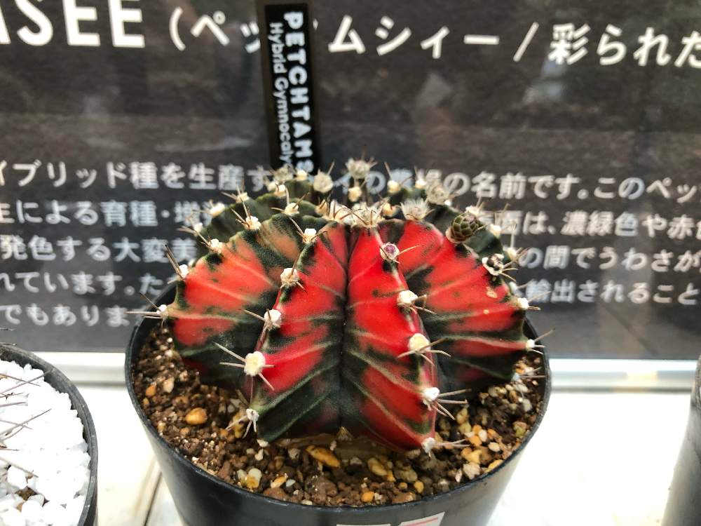 お出かけ先の画像 by Jeyさん | お出かけ先とペッタムシー農場産とグリーンインテリアとギムノカリキウム属ときれいとギムノカリキウム 緋牡丹錦と斑入り。
