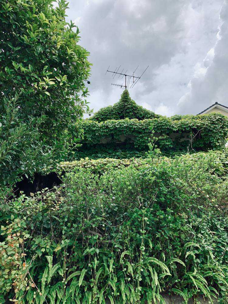 お出かけ先の画像 by ねこたんぽさん | お出かけ先とシダとフユヅタと雑草と下関・彦島の風景と廃屋シリーズ