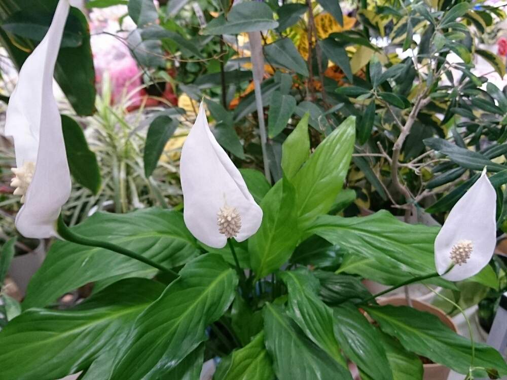 部屋の画像 by 花仙さん | 部屋とスパッティフィルムと観葉植物がスキと花のある暮らしとショップとお花好きの人と繋がりたい