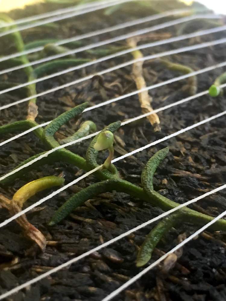 の画像 by 棗さん | ムカデランと着生植物とみどりのある暮らしと植物のある暮らしとグリーンのある暮らしとno green no lifeと植中毒と緑のある暮らしと観葉植物がスキと着生ランと花のある暮らしと枯れかけ