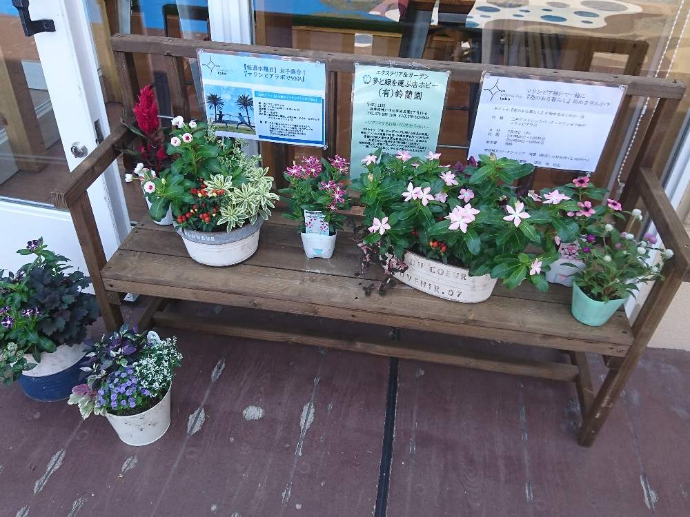 小さな庭の画像 by 夢と緑を運ぶ店ホピー㈲鈴蘭園さん | 小さな庭と植物のある暮らしと当店お勧めと寄せ植えとGS映えとGS日和とブリキ鉢と植中毒と花のある暮らし