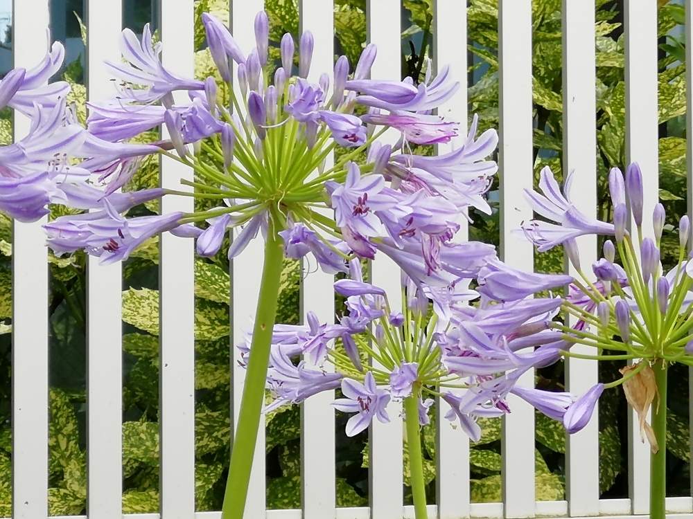 お出かけ先の画像 by みにこさん | お出かけ先とアガパンサスと紫の花と夏の花と休日のひと時と今日のはな❇︎