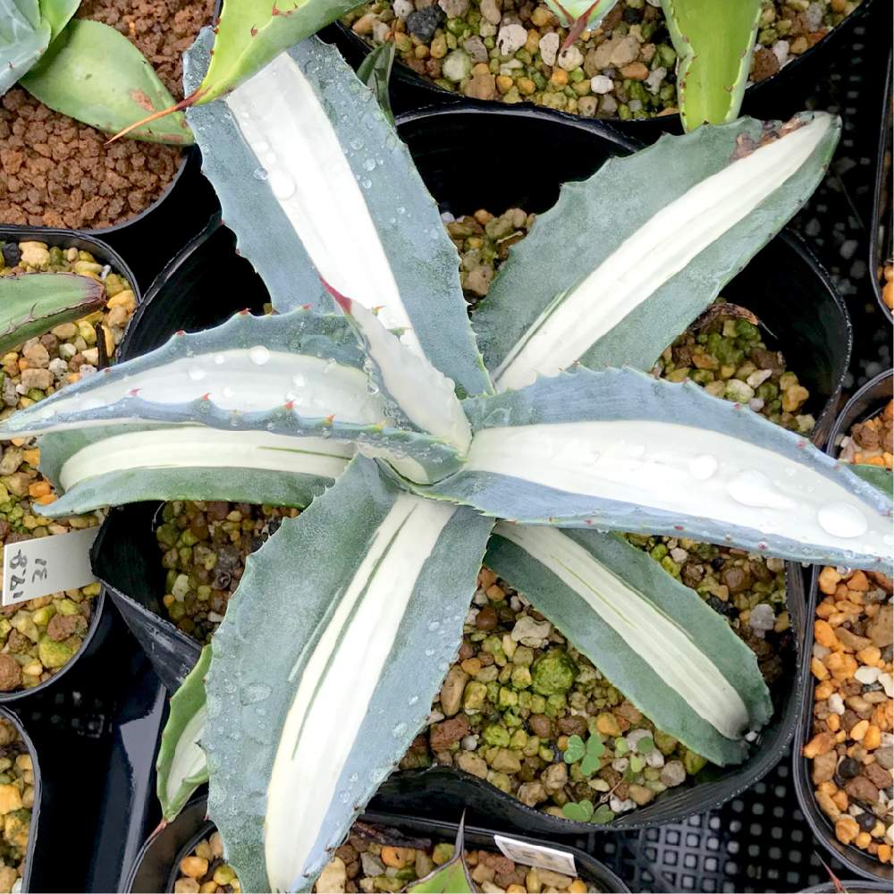 バルコニー/ベランダの画像 by たねさん | バルコニー/ベランダとアガベ 華厳とAgave americana 'Mediopicta'と多肉植物と福岡とたねんちのアガベとたねんちの錦とagaveと斑入り。とアガベ属