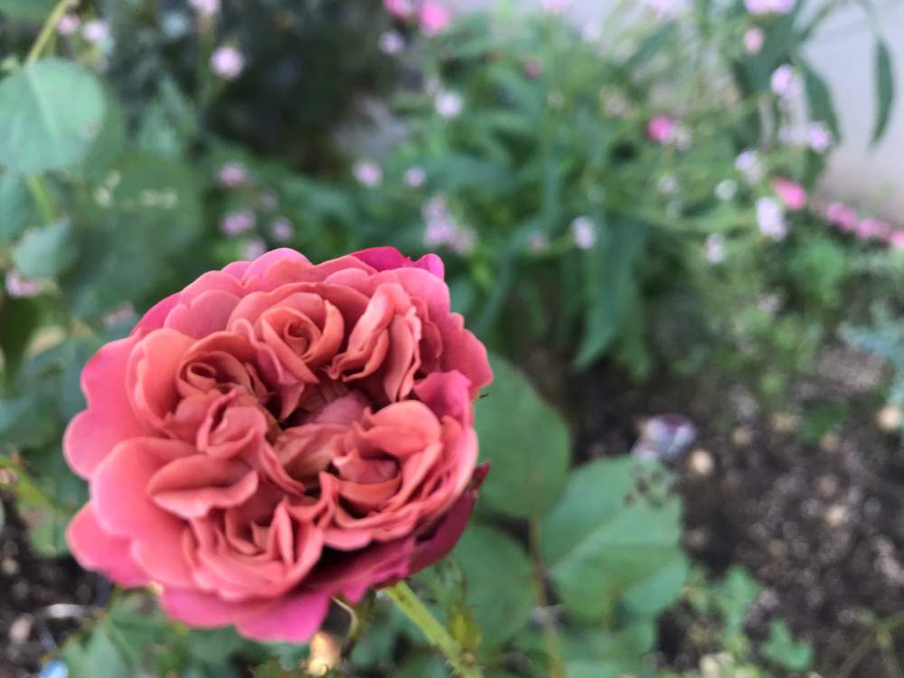 の画像 by 華さん | 茶々とHTCとばら バラ 薔薇とGS映えとGS日和と可愛いと花のある暮らしと薔薇の花