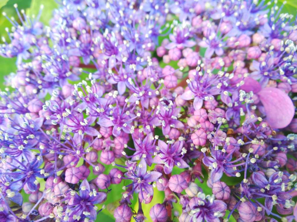 の画像 by chacoさん | アジサイと紫陽花 あじさい アジサイと紫陽花と涼しげとGS映えと美しいと鮮やか と夏でも元気な花フォトコンと宝石箱や〜!