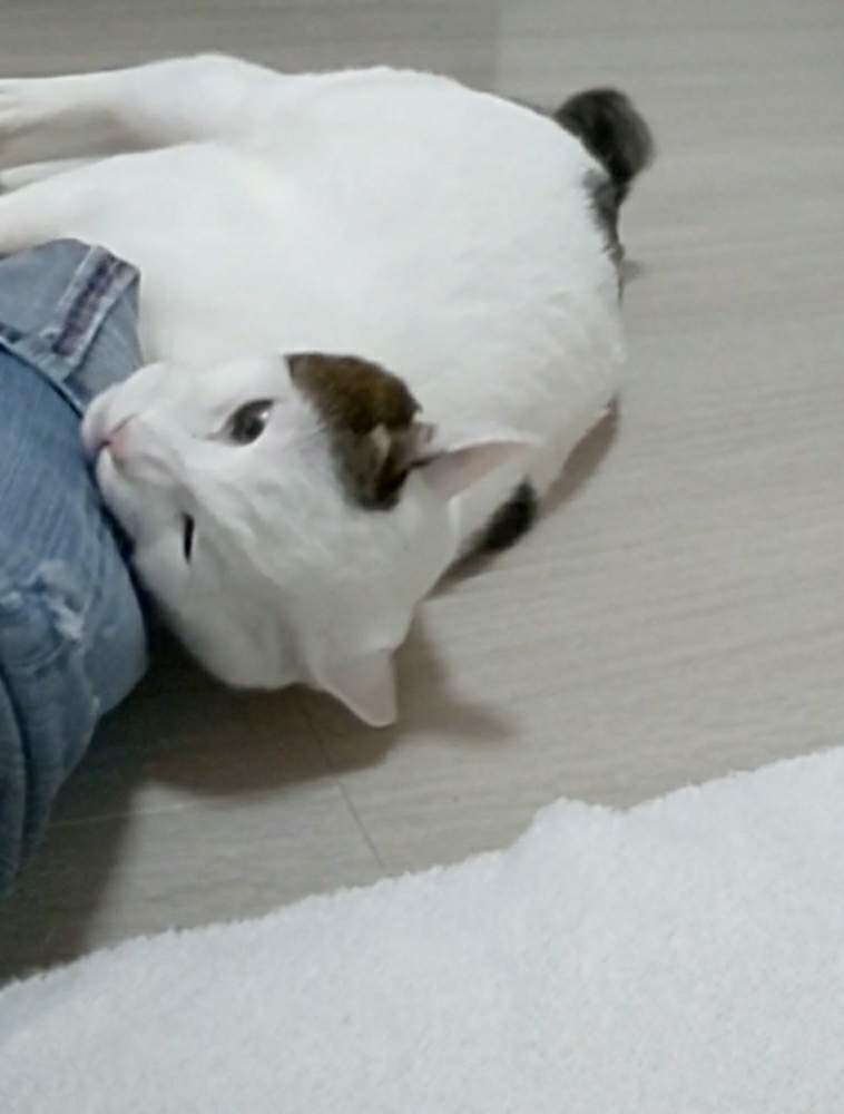 部屋の画像 by ニャーンさん | 部屋とネコとネコのいる暮らしと我が家のニャンコとねこ愛が止まらない