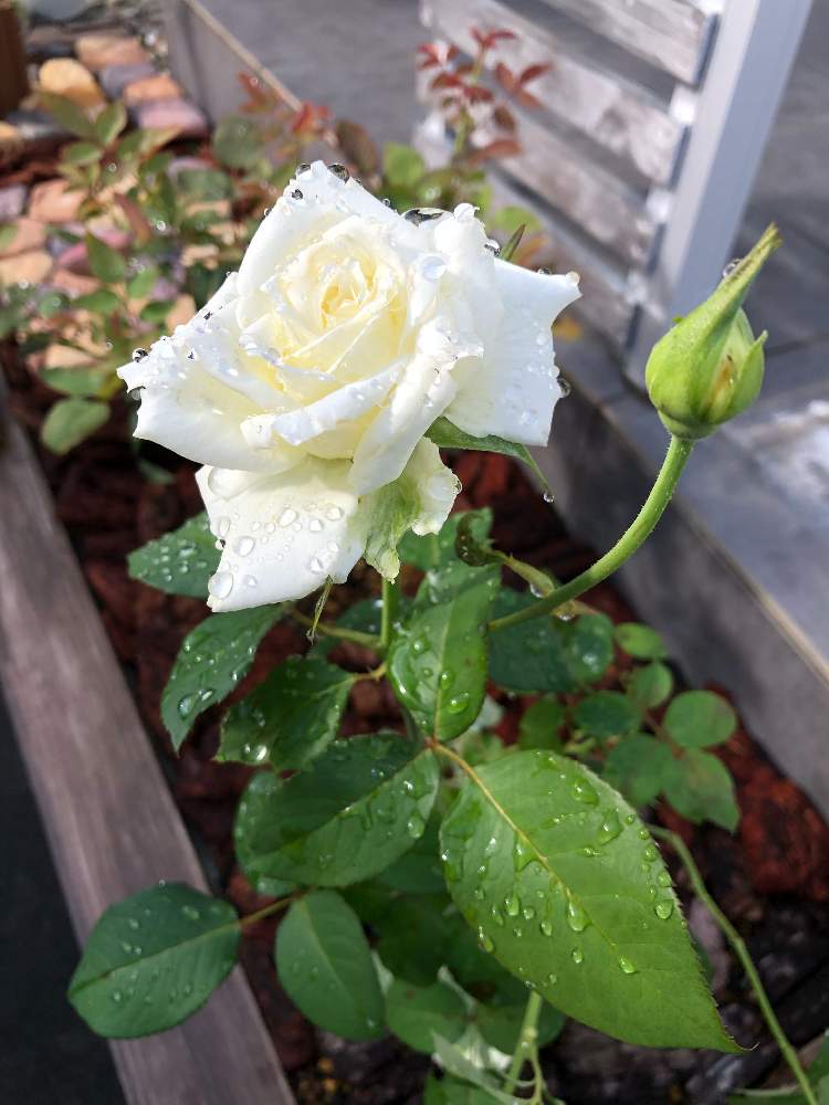 玄関の画像 by mahiro227さん | 玄関とばら バラ 薔薇と薔薇と暮らすと薔薇・ティネケと花のある暮らしと私の小さなバラ園