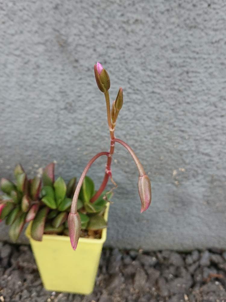 階段/廊下の画像 by しぃさん | 階段/廊下と桜吹雪と多肉植物と成長記録とOMTN©と前に進もう!晴れの国☀️とお嫁入りしてきた子♡