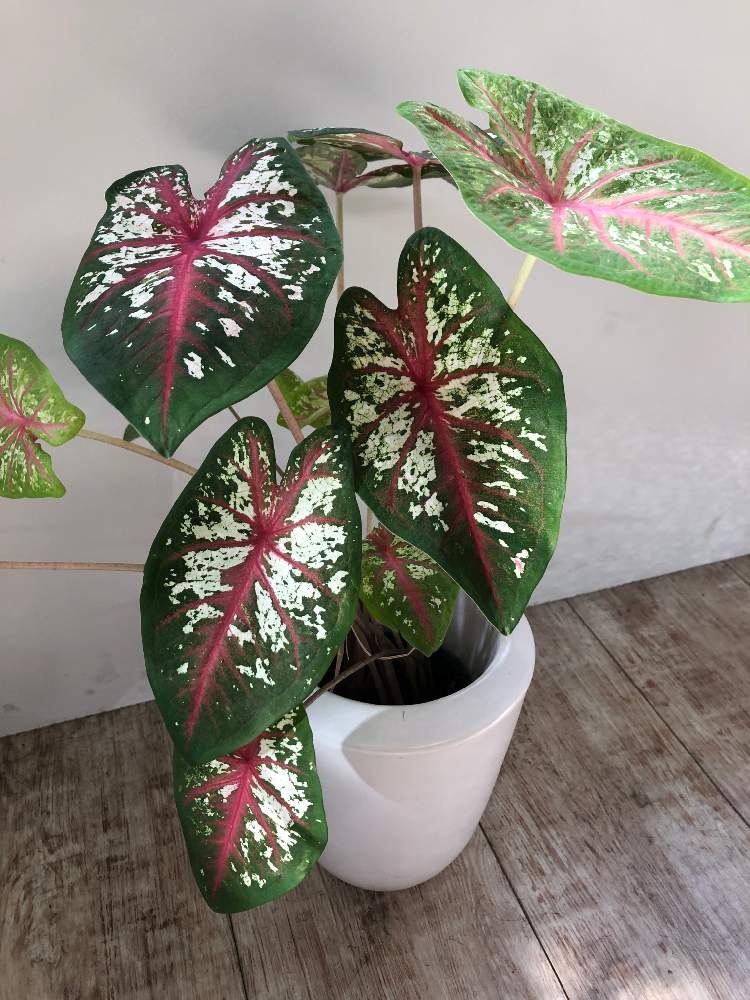 インテリアの画像 by Green美容師いのっちさん | インテリアとカラジウムとカラディウムと令和最初の植物と新しい仲間と多肉植物と多肉男子と観葉植物と植物のある暮らしとグリーンのある暮らしとグリーン!グリーン!グリーン!とお誘いと梅雨明け楽しみと相談とタニク男子とGreenSnapmarcheと花のある暮らしとボタニカルスポット2019夏とGREEN UP!