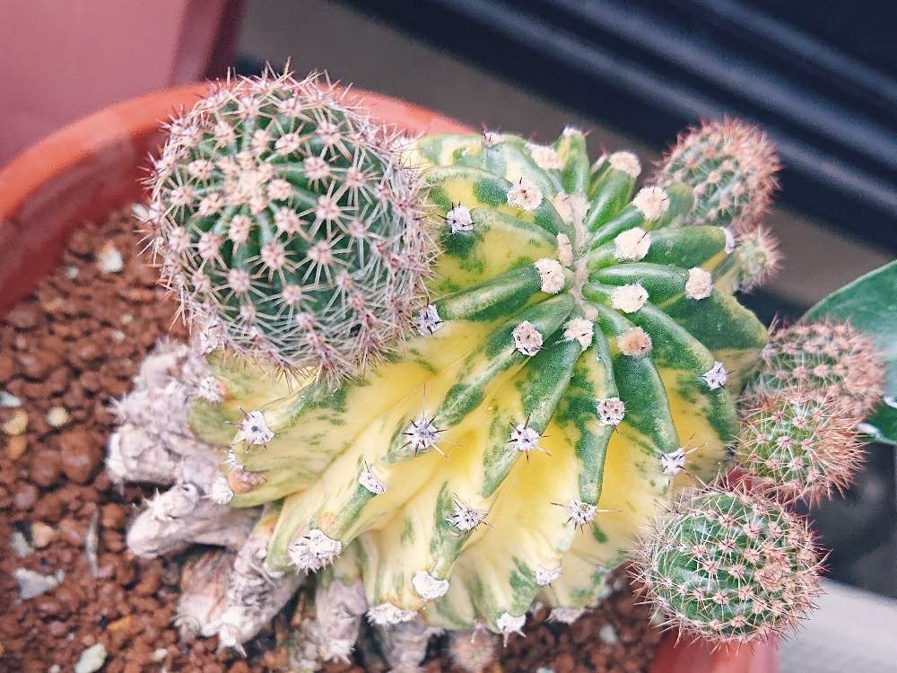 小さな庭の画像 by コッペパンさん | 小さな庭と世界の図と多肉植物と植物と植中毒と多肉女子とタニラー