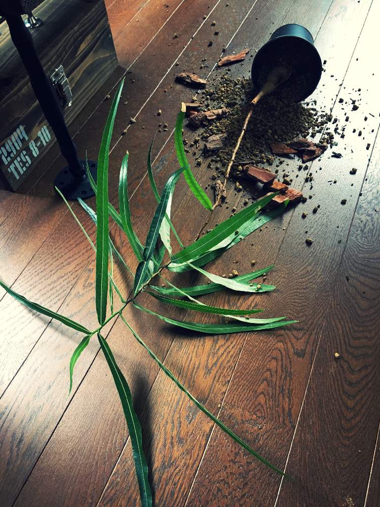 部屋の画像 by Iron and Woodさん | 部屋とボトルツリー ブラキキトンと観葉植物とインドアグリーンと転落事故