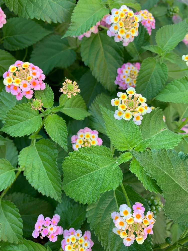 お出かけ先の画像 by How to grow Organic Roseさん | お出かけ先とランタナ倶楽部とコバノランタナ!と ランタナ