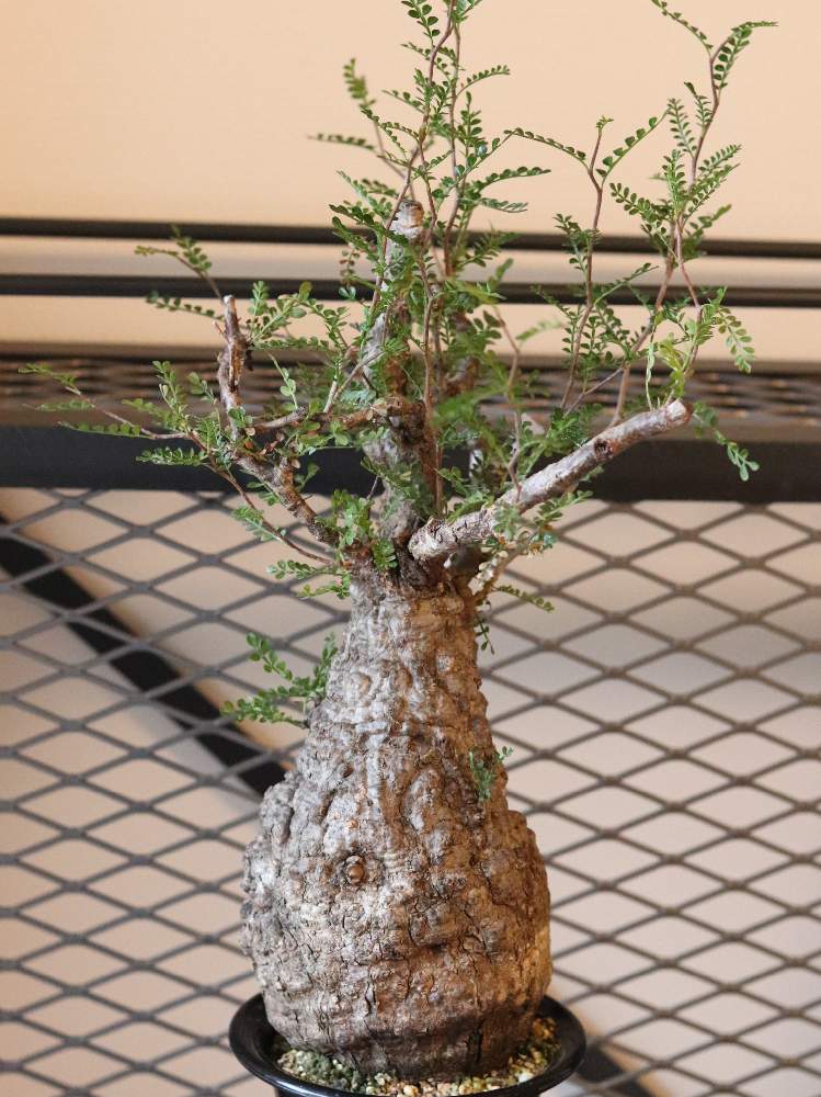 部屋の画像 by yさん | 部屋と塊根植物のある暮らしとオペルクリカリア パキプスとGS映えとコーデックスとパキプスとオペルクリカリア属とコーデックス植物