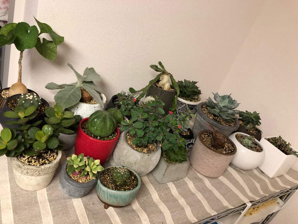 部屋の画像 by ねむいさん | 部屋と多肉植物と夏型とコーデックスと冬型と場所が足らないと塊根植物とユーフォルビアと休眠