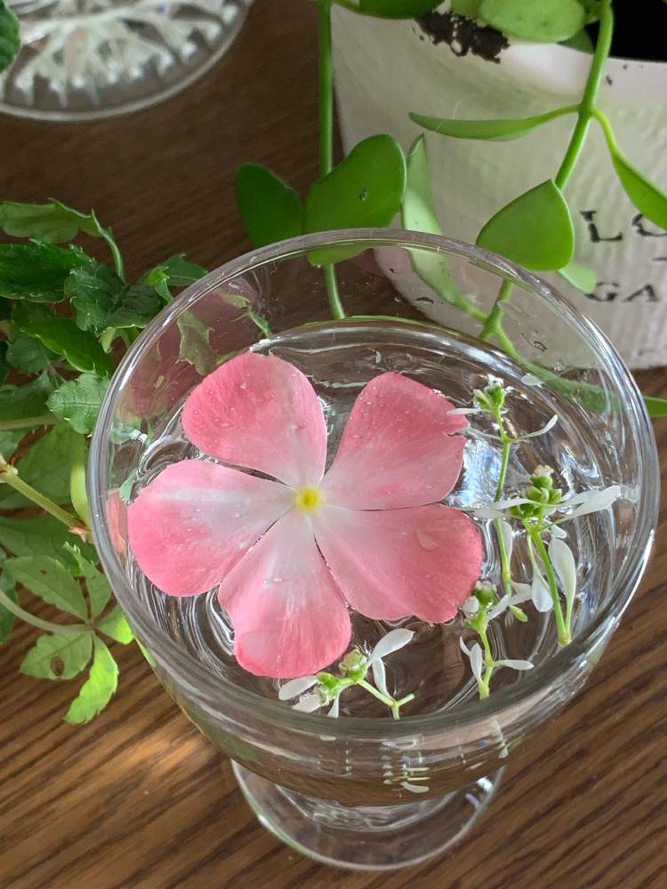 玄関の画像 by りんごさん | 玄関と元気をくれる花達と小さな庭の花と可愛いい花達と癒しのグリーンといつもありがとう♡とピンクとグリーンと癒しの花達と癒しの植物と花を飾ろう♪と可愛い〜♡とニチニチソウ♡とGreenSnapmarcheと花のある暮らしとお花のある生活と癒やし系❤︎と可愛いピンク色♡とGREEN UP!