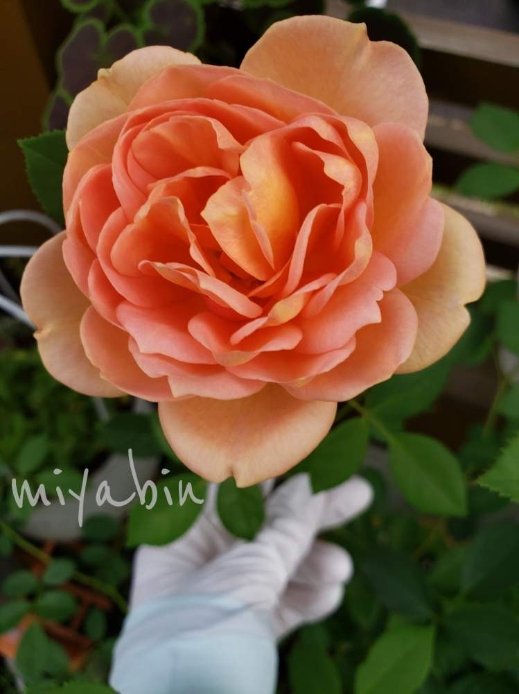 の画像 by miyabinさん | バラと薔薇とレディオブシャーロットと雪国とバラ初心者と見切り品とGS映えとイングリッシュ・ローズと花のある暮らしとDAVID AUSTIN ROSES