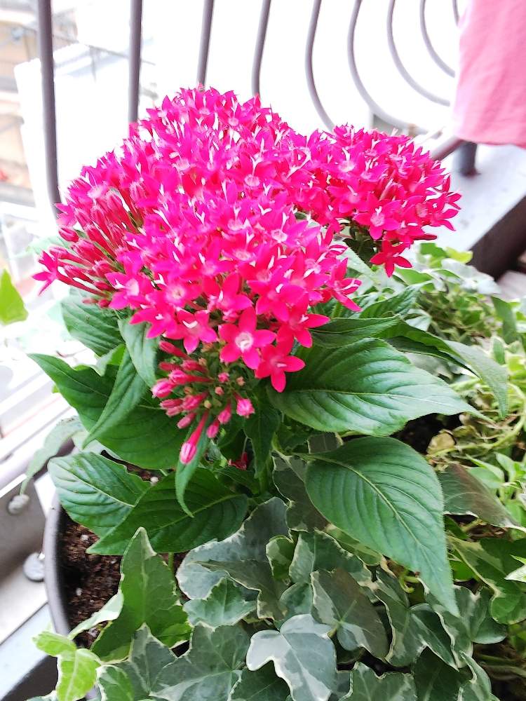 バルコニー/ベランダの画像 by haruruさん | バルコニー/ベランダとペンタスの花とピンクの花と狭いベランダとベランダガーデンとお花いっぱいと花のある暮らしとチーム福岡とかわいいお花