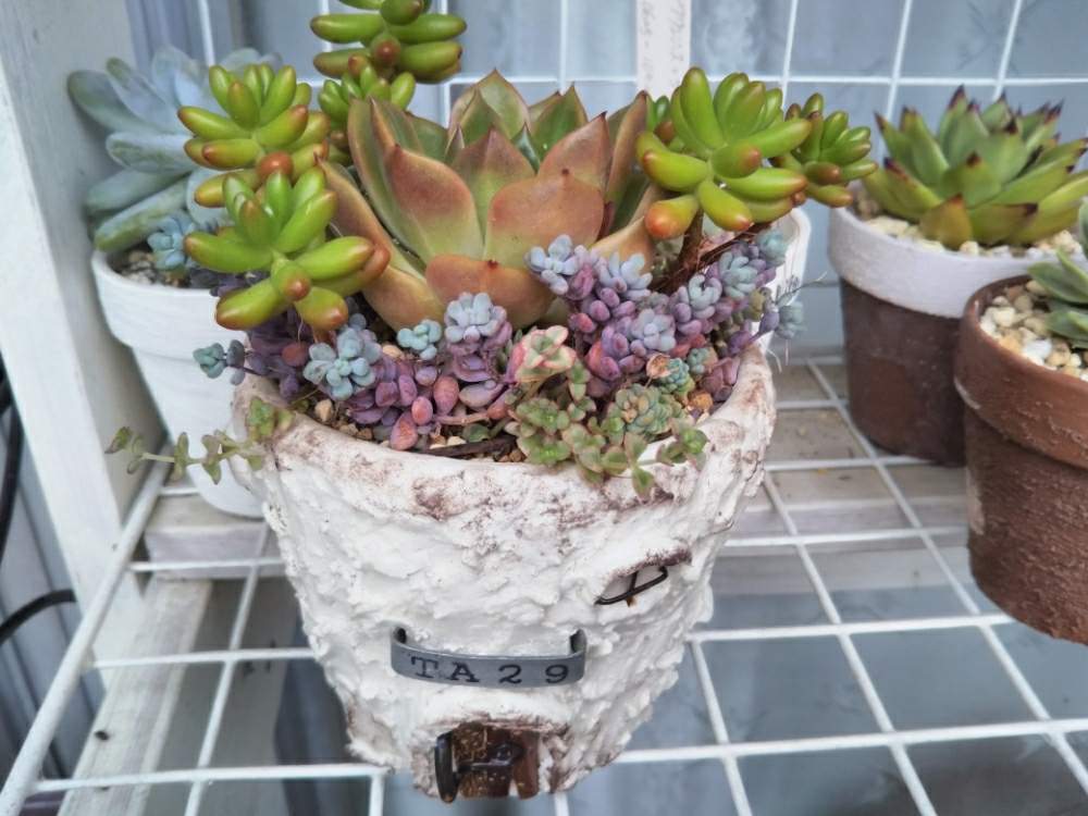 の画像 by hana544さん | ジョフリーとバラタニランと寄せ植えと植中毒と多肉女子と信楽狸倶楽部とタニラーと多肉棚