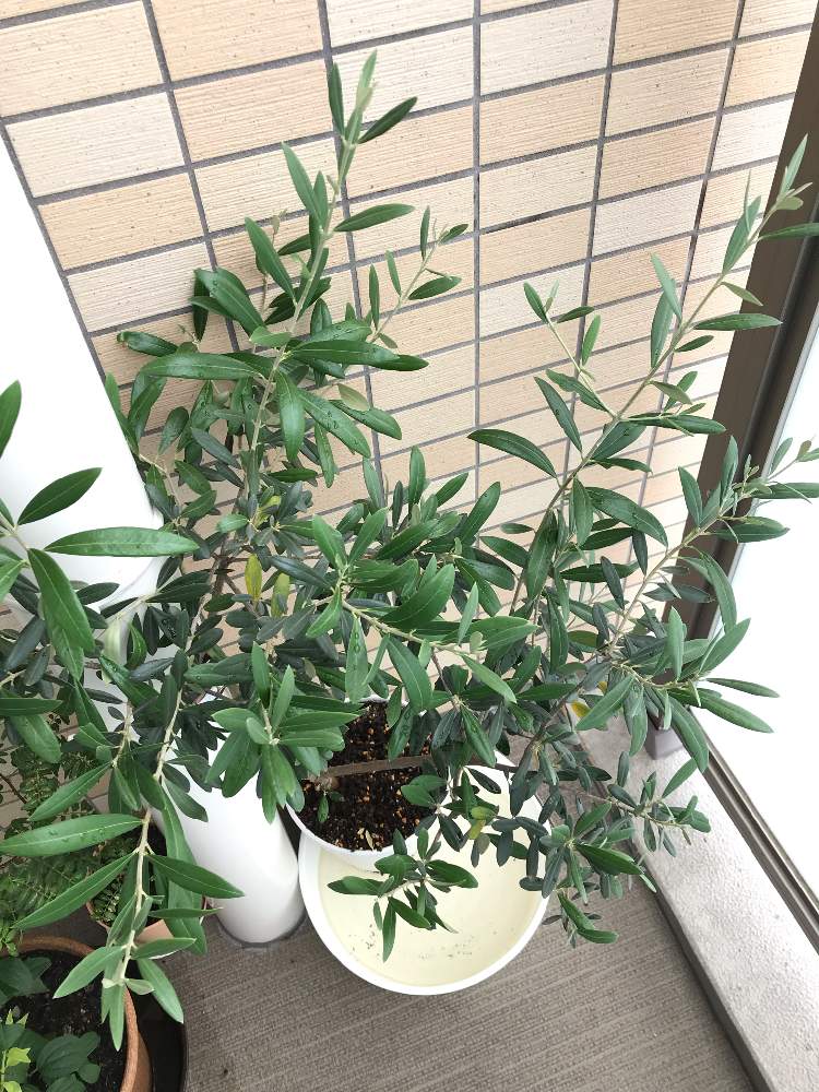 バルコニー/ベランダの画像 by ☆Mayuka☆さん | バルコニー/ベランダとオリーブと観葉植物と植物のある暮らしと台風避難中とホッとひと息とオリーブの木を飾るとグリーン!グリーン!グリーン!とわが家の観葉植物❢と台風接近と疲れたとグリーングリーン♪とgreen green greenとオリーブツリーラバーと健康のシンボルとLOVE GREENと植物ラブとGREEN UP!と緑大好き❤とおおきくなあれとlove plantsと台風避難