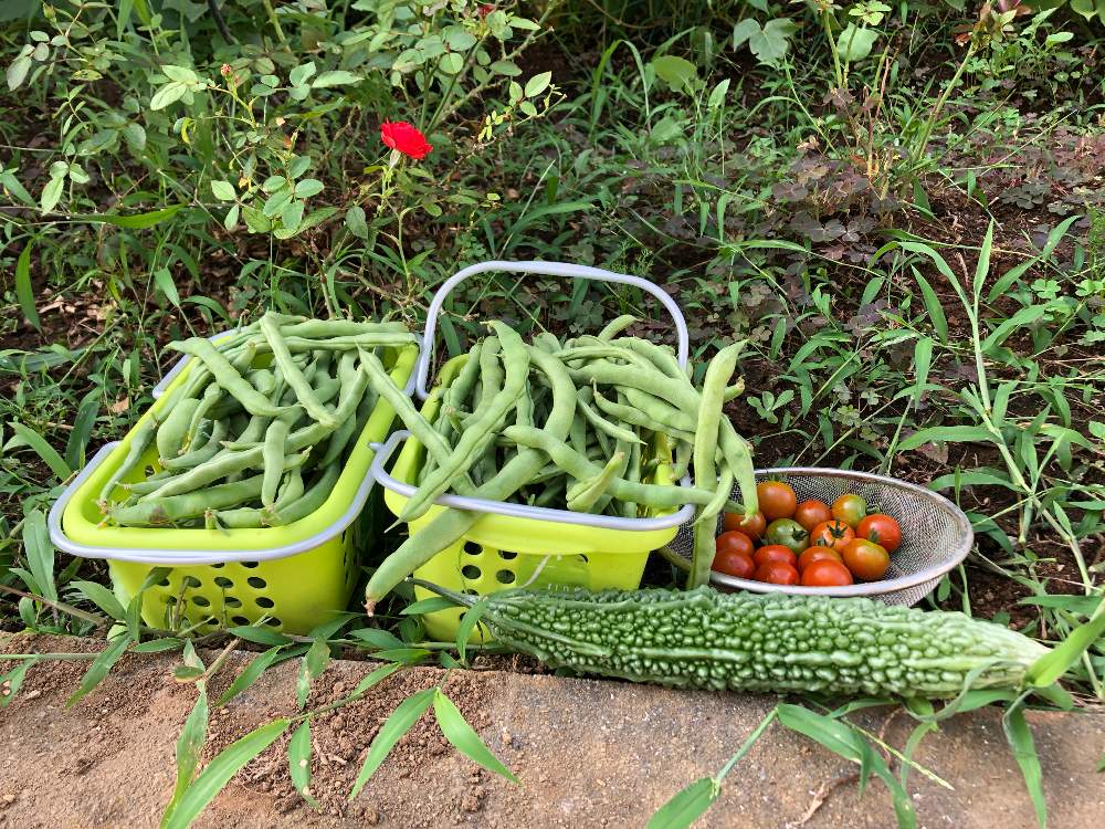 小さな庭の画像 by Mr. マーさん | 小さな庭と自家栽培の野菜達と今日の収穫とiPhone8と川崎市内