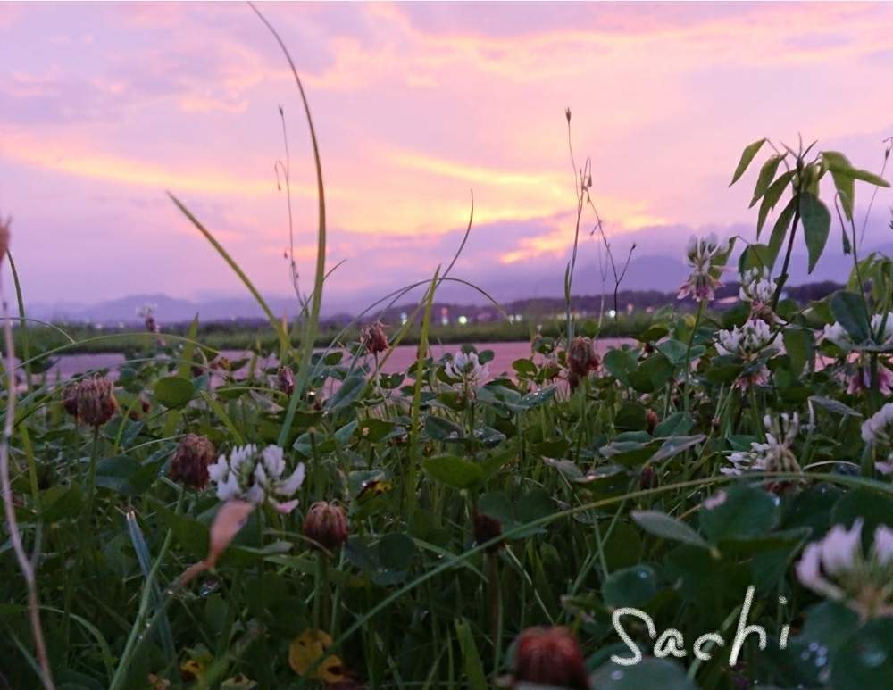の画像 by sachiさん | シロツメクサと残したい風景と水のある風景と堤防沿いと今日の花便りとさんぽみちと花のある暮らしとボタニカルスポット2019夏と野鳥のいる景色