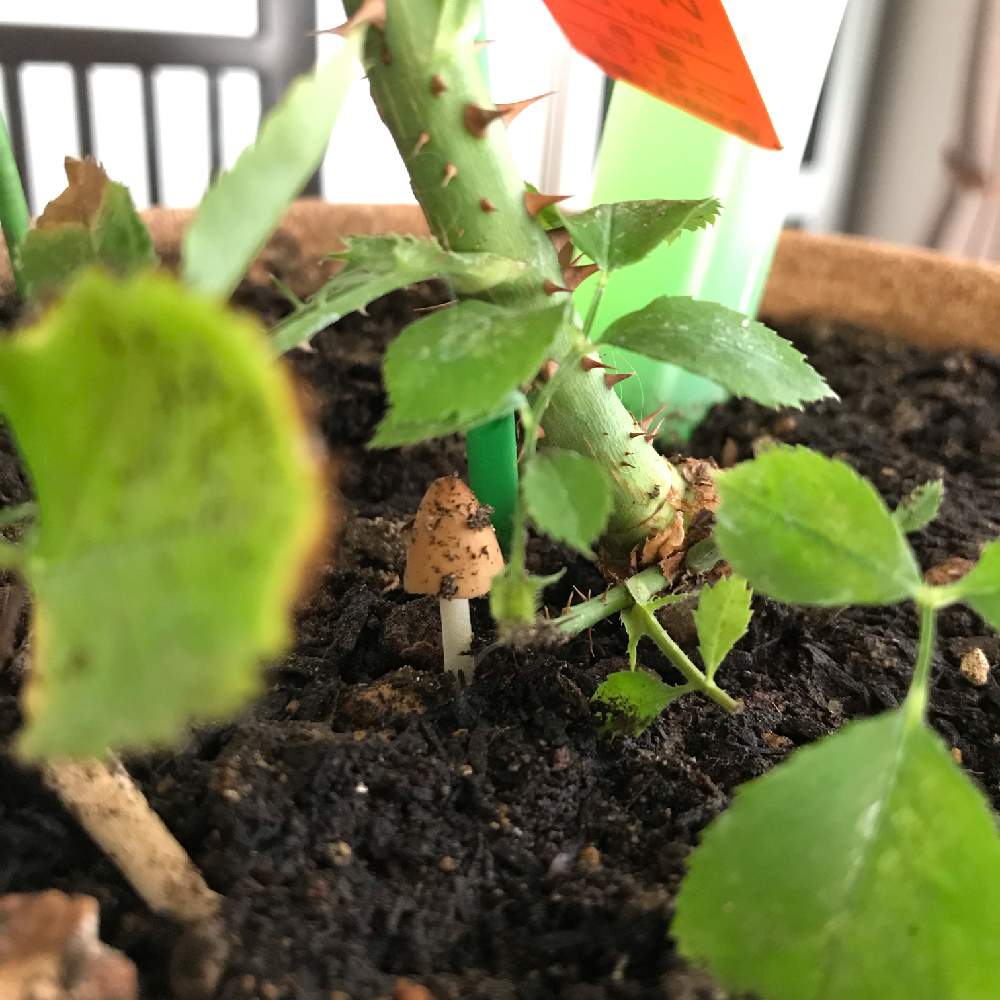 部屋の画像 by ☆Mayuka☆さん | 部屋とキノコと植物のある暮らしと台風避難中とキノコ!と台風接近とキノコ生える!と梅雨明け楽しみとおはようとLOVE GREENと植物ラブと薔薇♪とばら 薔薇 バラとバラ・ミニバラとGREEN UP!と緑大好き❤とlove plantsとroseと植物に癒されてと台風避難と植物愛と薔薇の花