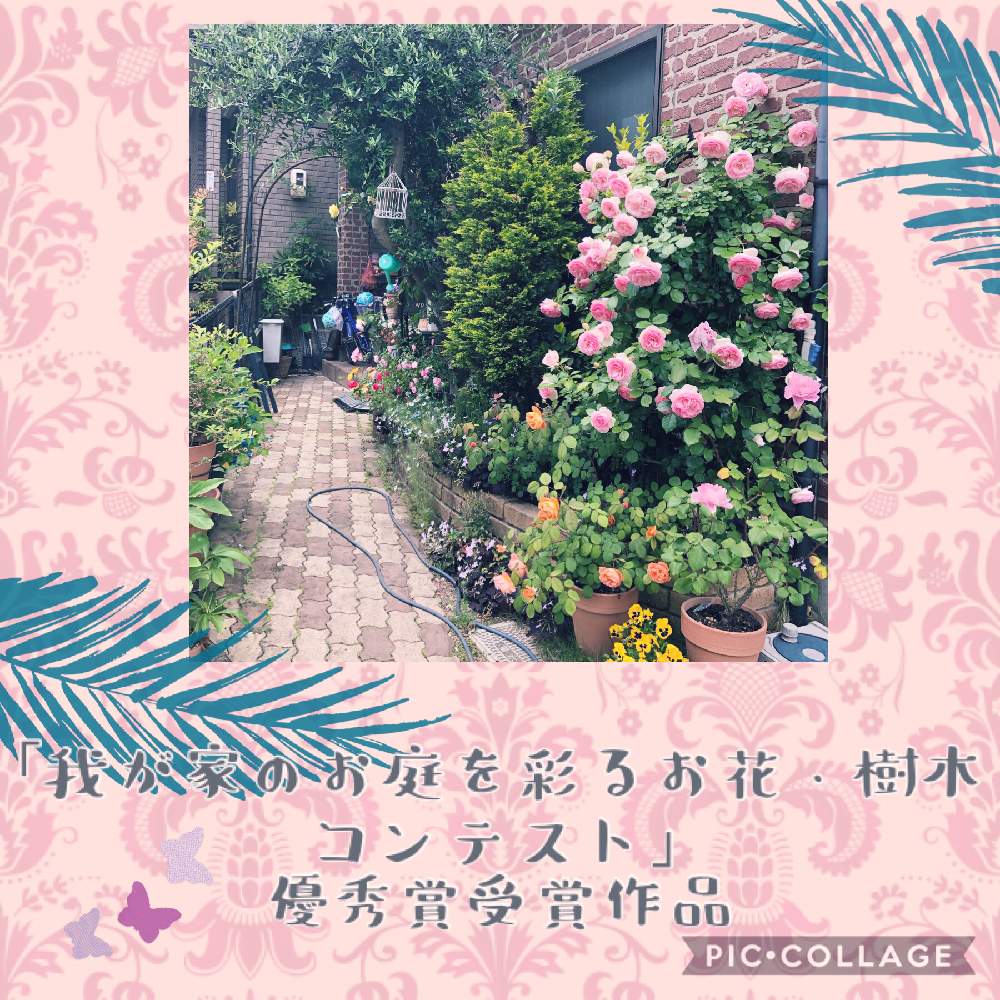 小さな庭の画像 by ✿೫̥͙*:・千砂・:* ೫̥͙✿さん | 小さな庭と花のある暮らしと受賞しました