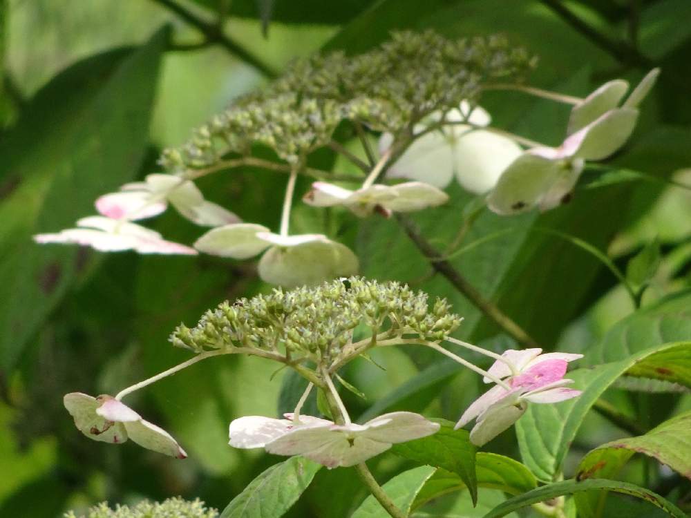 お出かけ先の画像 by trekkさん | お出かけ先と山あじさいと山アジサイと山紫陽花と山野草と横浜付近と夏のお花と7月の花と多年草とアジサイ科