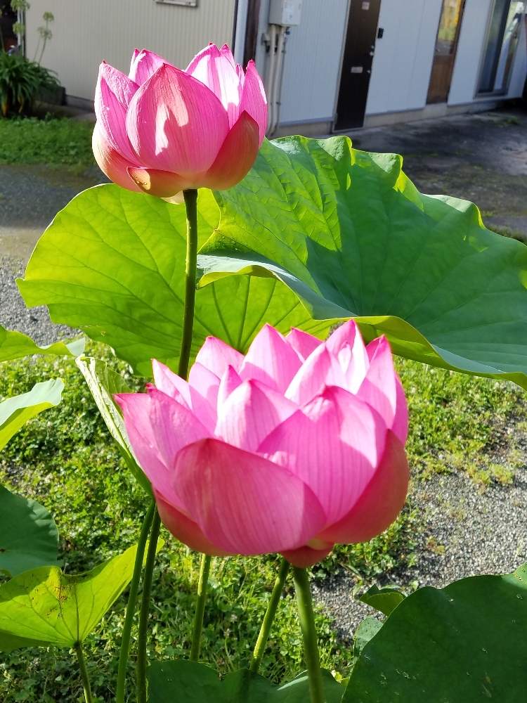 の画像 by ユーコロさん | 花のある暮らしと蓮の花☘️