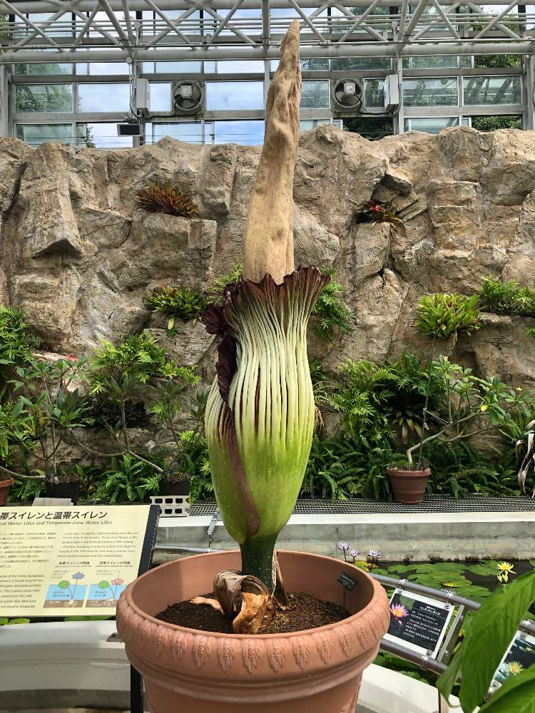 お出かけ先の画像 by hiroさん | お出かけ先とショクダイオオコンニャクと令和最初の植物と珍奇植物と花のある暮らしとGREEN UP!と四季の花