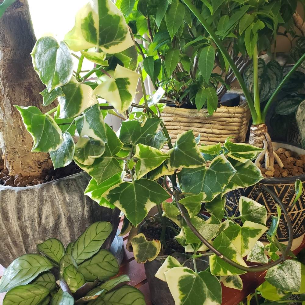 部屋の画像 by himojiさん | 部屋とマーガレットアイビーとクテナンテ ブルレマルクシーと観葉植物を楽しむと観葉植物と植物のある暮らしとグリーンのある暮らしとGS映えと植中毒と今日の一枚と植物女子と葉っぱとGREEN UP!