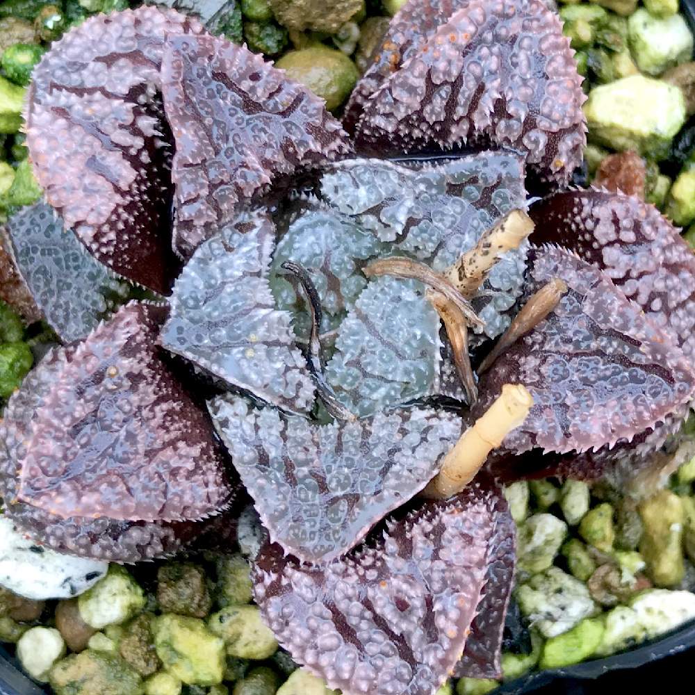 バルコニー/ベランダの画像 by たねさん | バルコニー/ベランダとモルドールとHaworthia mordolと多肉植物と福岡とハオルチア属とHaworthia:ハオルチア/ハオルシアとたねんちのハオ