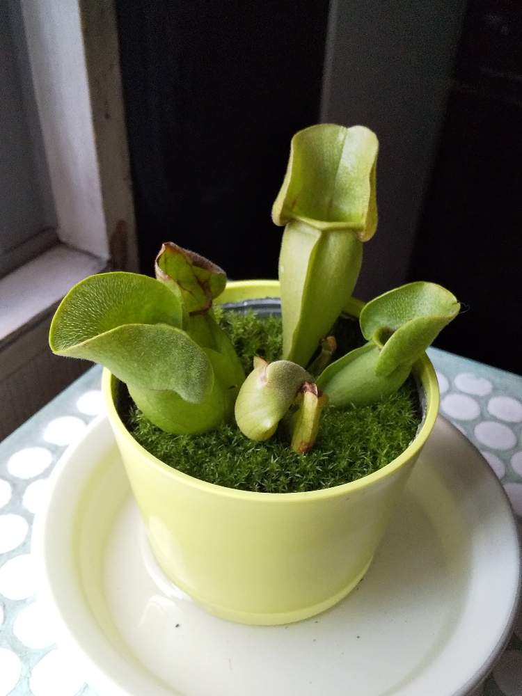 キッチンの画像 by Neruさん | キッチンとサラセニア、と食虫植物と害虫対策と食虫植物 サラセニア