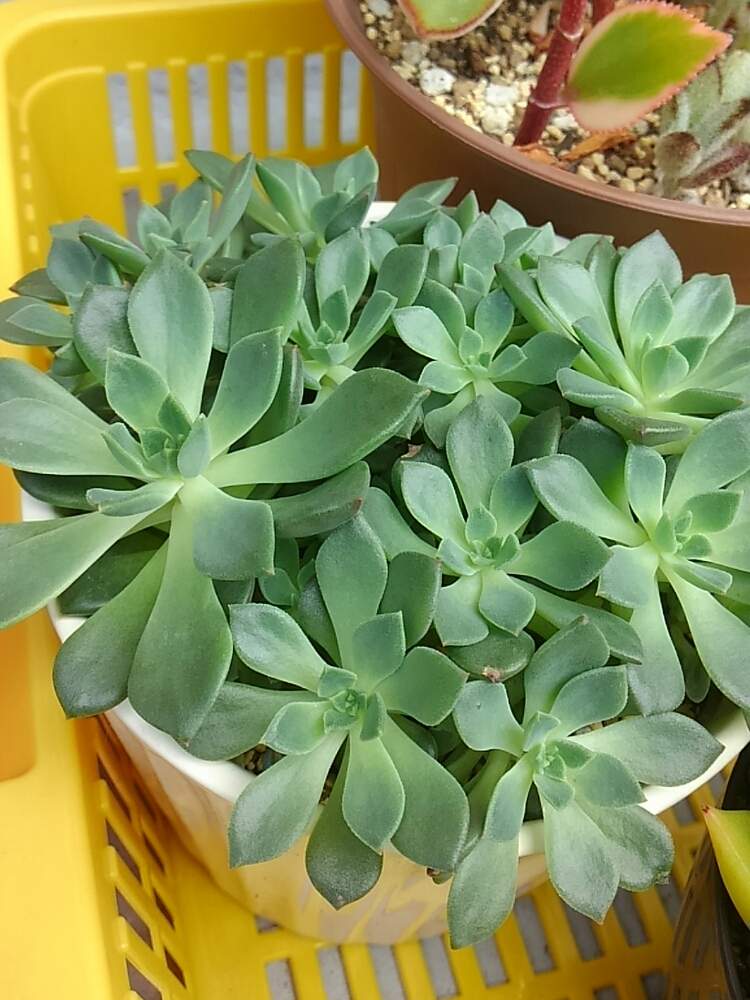 の画像 by ひよこ先生さん | 多肉植物と放置と岩手県と灼熱のベランダとエケベリア属と多肉女子と徒長と暑さ対策