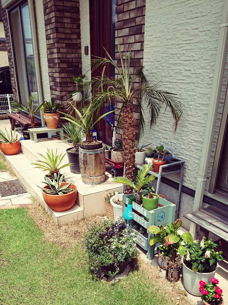 玄関の画像 by t-gardenさん | 玄関とサボテン科とユッカ属と ガジュマルと ワシントンヤシとフェニックスロベレニー(シンノウヤシ)とアガベ属